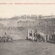 Annam Hué - Eléphant amené dans l'arêne pour (…)